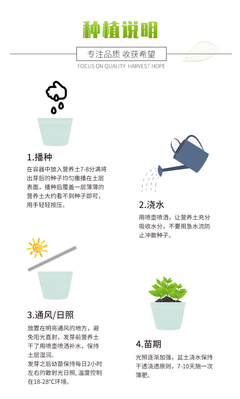 醉蝶花种子四季播开花易种室内阳台盆栽室外庭院花籽蜜源花卉