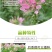 醉蝶花种子四季播开花易种室内阳台盆栽室外庭院花籽蜜源花卉