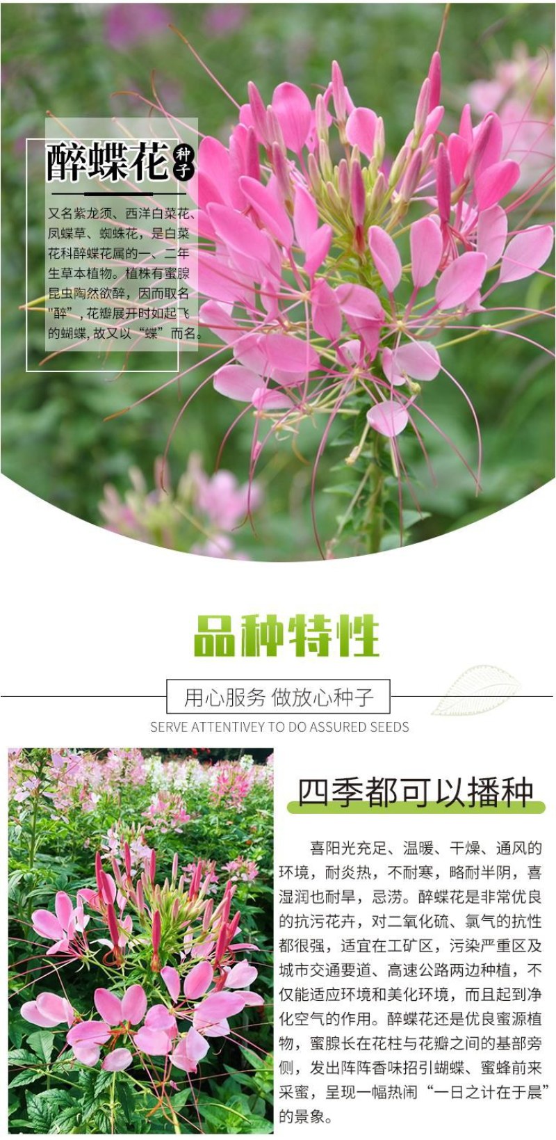 醉蝶花种子四季播开花易种室内阳台盆栽室外庭院花籽蜜源花卉