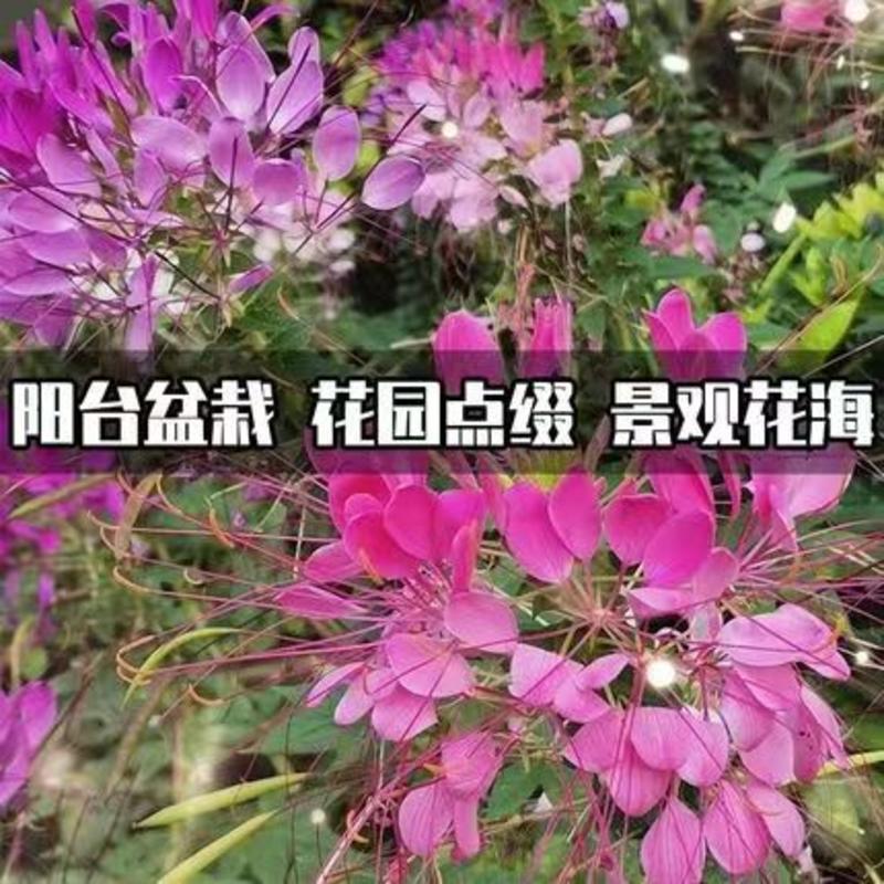 醉蝶花种子四季播开花易种室内阳台盆栽室外庭院花籽蜜源花卉