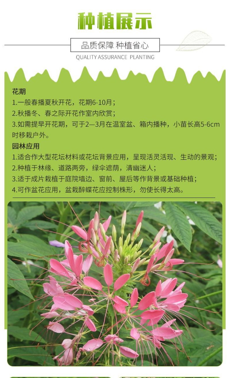 醉蝶花种子四季播开花易种室内阳台盆栽室外庭院花籽蜜源花卉