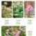 醉蝶花种子四季播开花易种室内阳台盆栽室外庭院花籽蜜源花卉