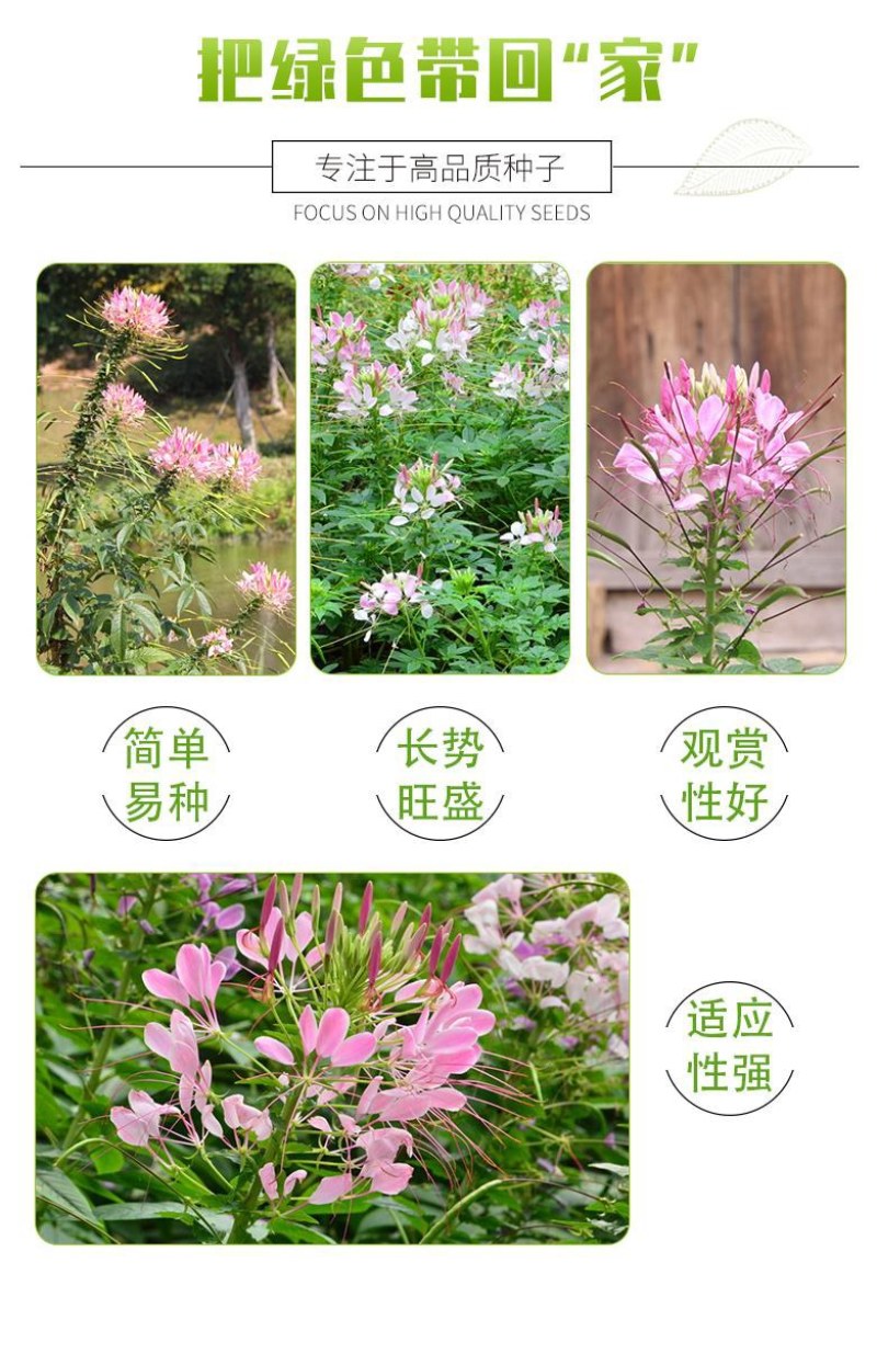醉蝶花种子四季播开花易种室内阳台盆栽室外庭院花籽蜜源花卉