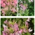 醉蝶花种子四季播开花易种室内阳台盆栽室外庭院花籽蜜源花卉