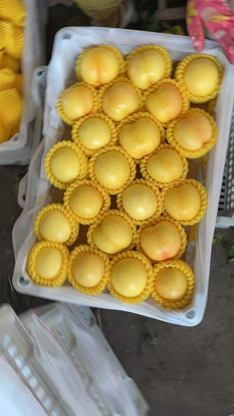 刚开始40万斤油桃黄菊油中油8黄吉油