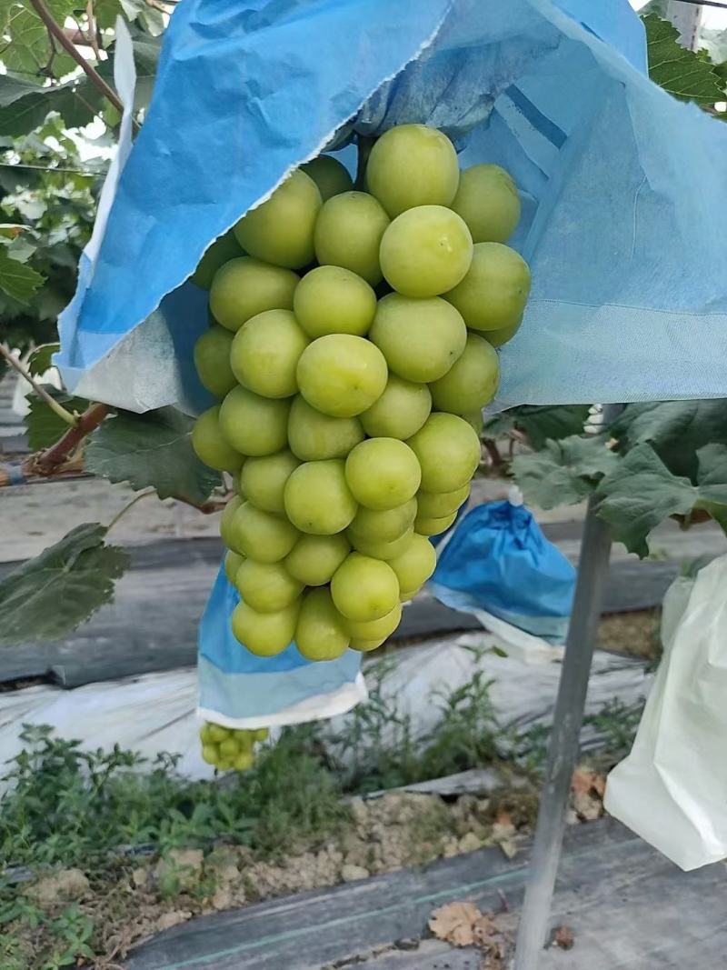 陕西省大荔县葡萄阳光玫瑰，甜甜的，颗粒大，产地