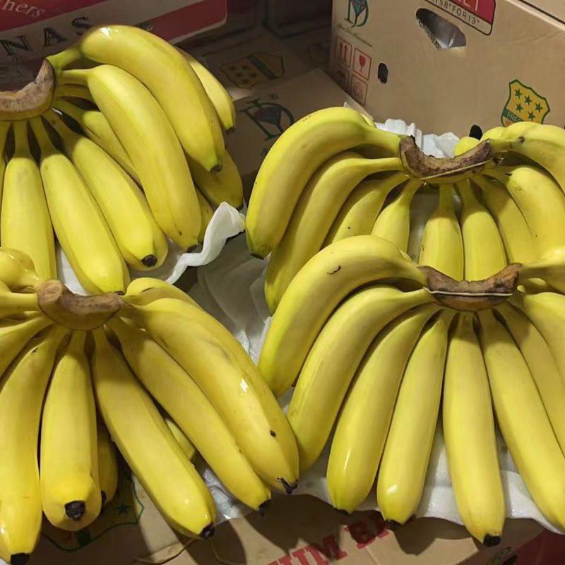 常年供应香蕉高中低档质量保证不硬心不黑心诚信经营