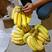 常年供应香蕉高中低档质量保证不硬心不黑心诚信经营