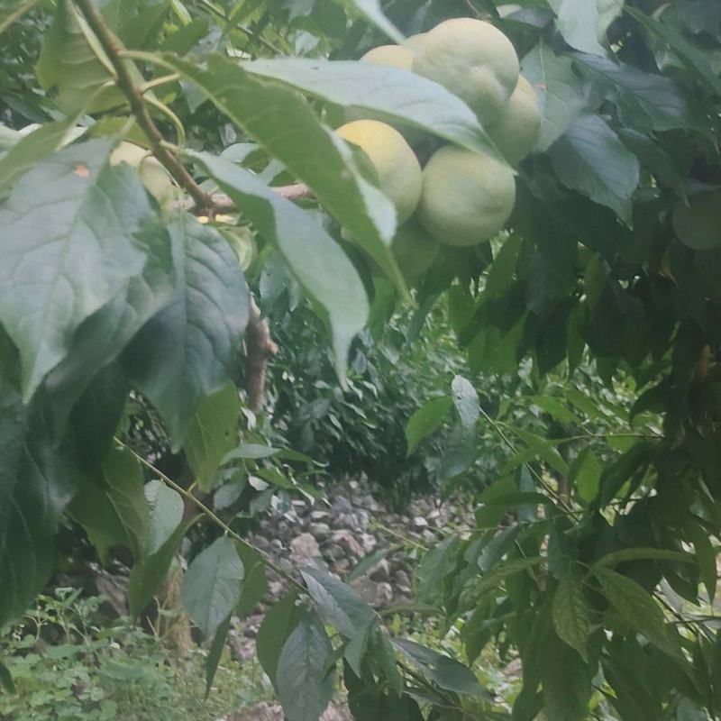 茂县青脆李