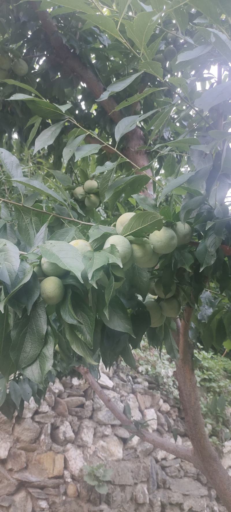 茂县青脆李