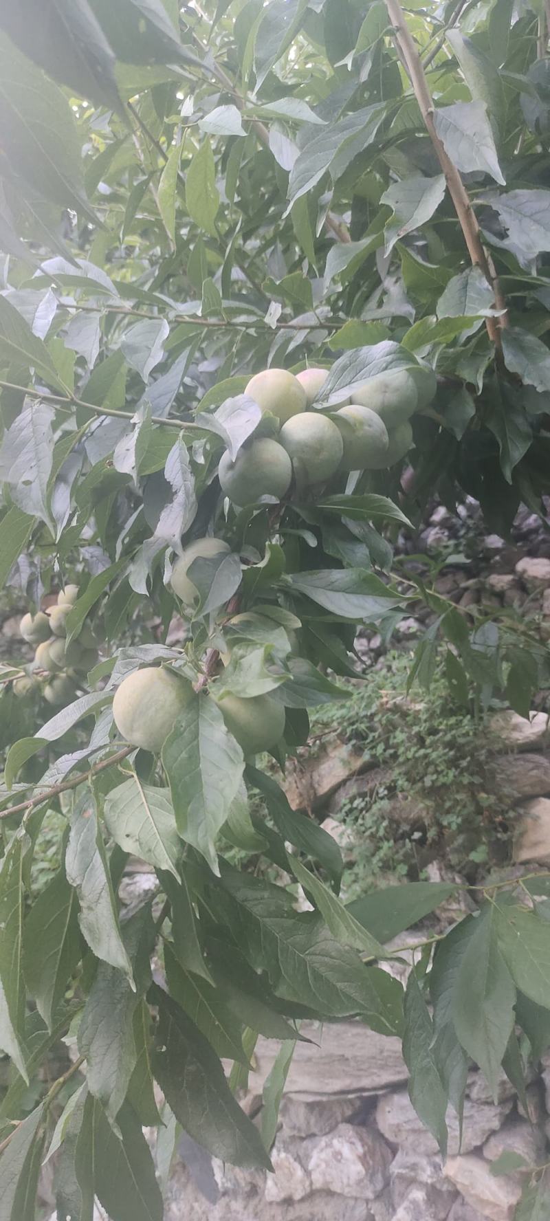茂县青脆李