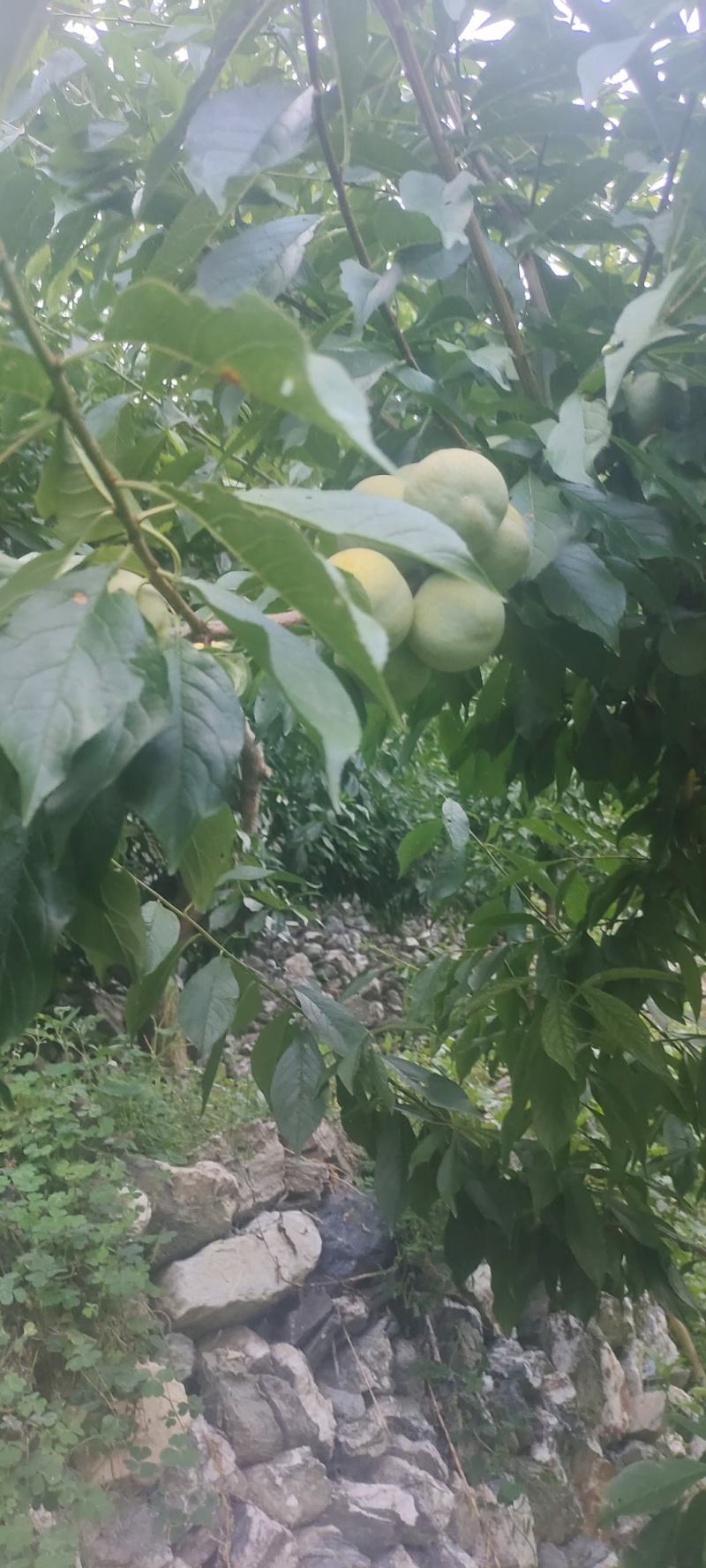 茂县青脆李