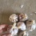晨宝红根蒜苗种子免费技术指导后期提供销路
