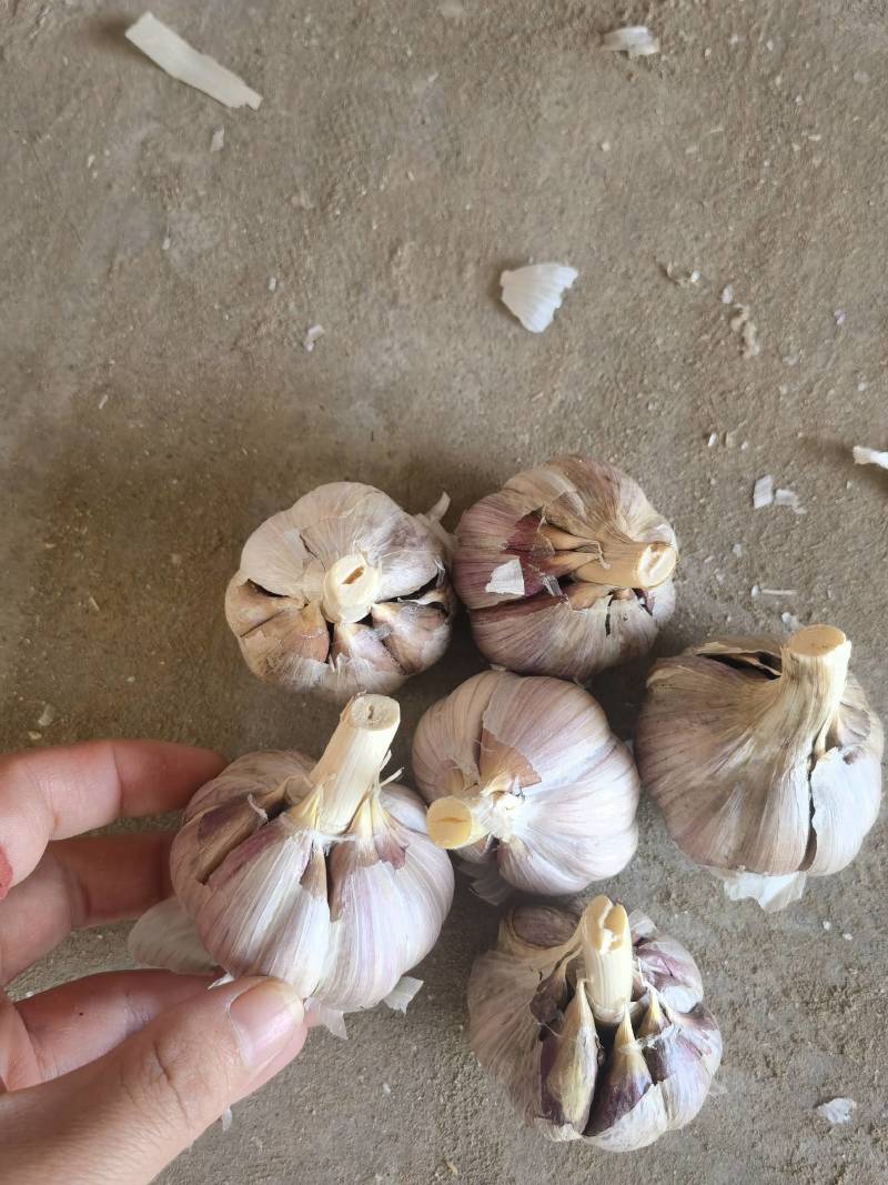 晨宝红根蒜苗种子免费技术指导后期提供销路