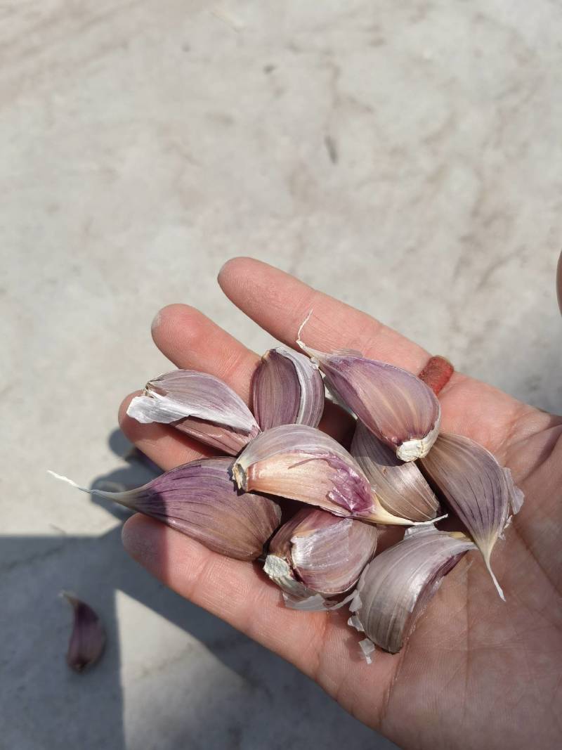 晨宝红根蒜苗种子免费技术指导后期提供销路