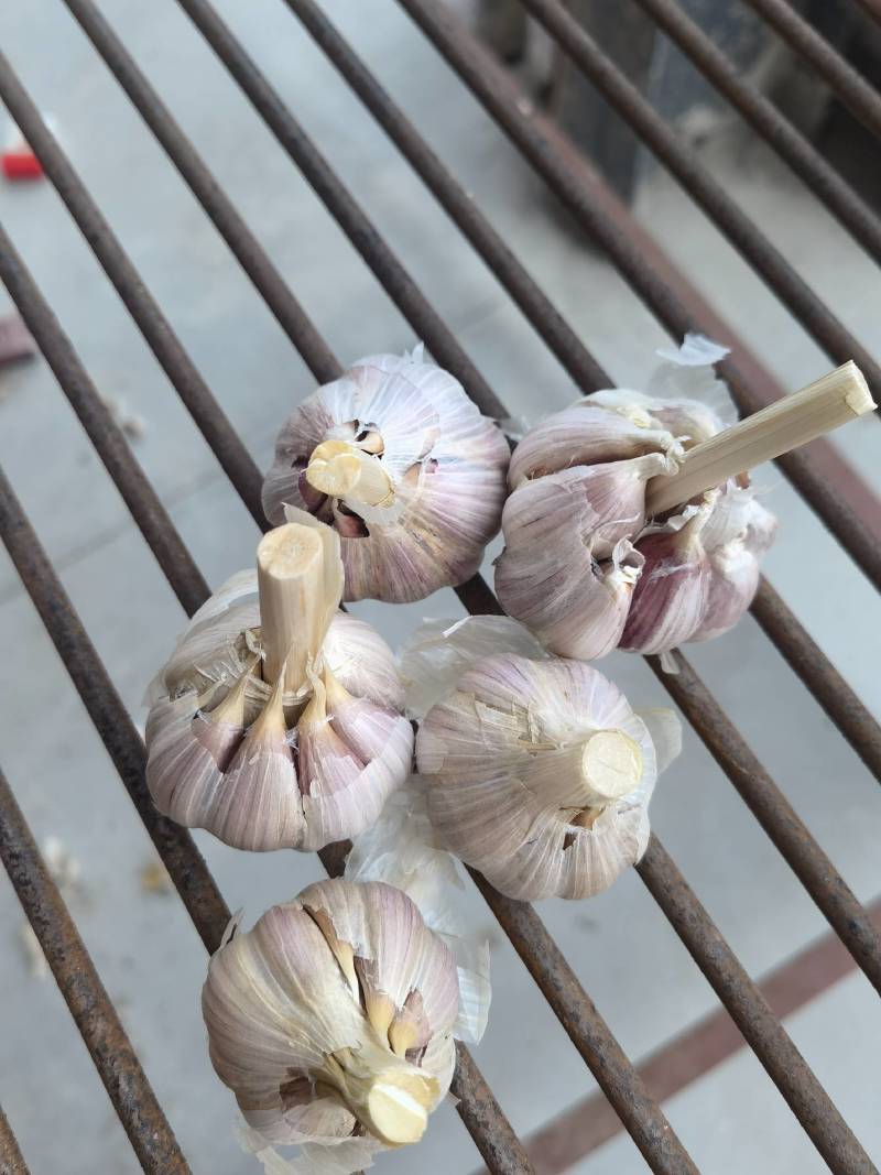晨宝红根蒜苗种子免费技术指导后期提供销路