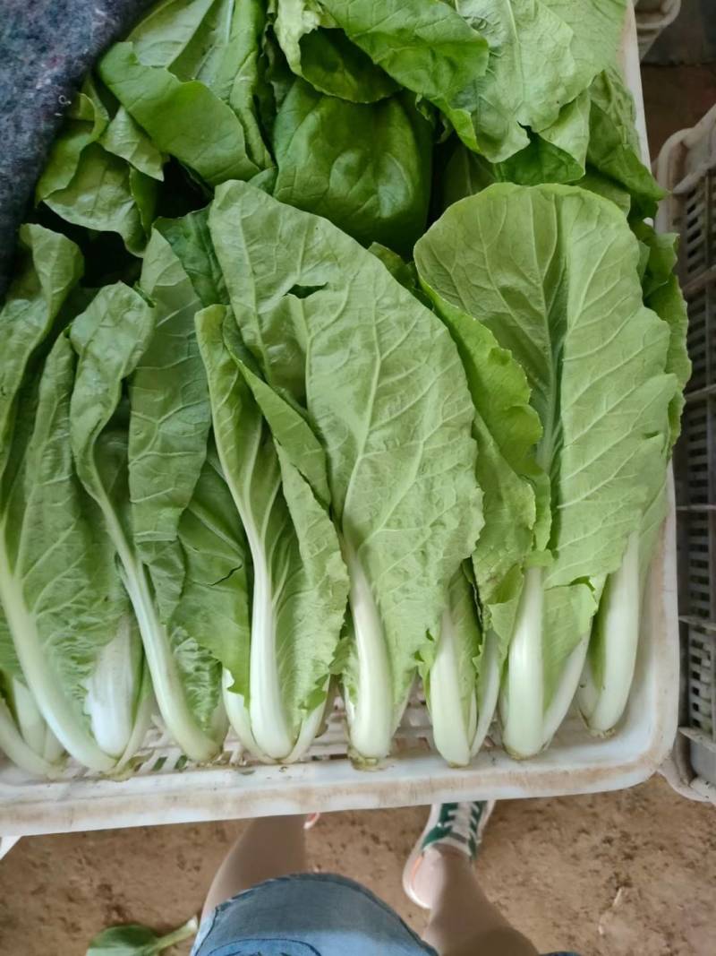 小白菜，叶片好无虫眼，质量放心有保证，需要的联系，基地大