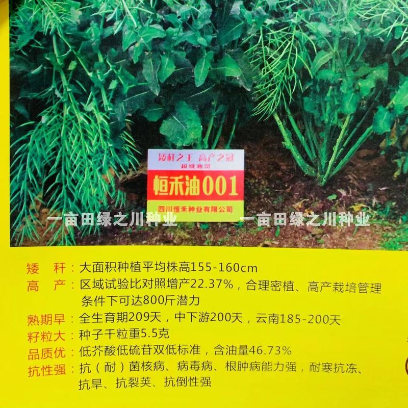 四川恒禾油001浓香型矮杆油菜种子早熟大粒抗病抗倒高产