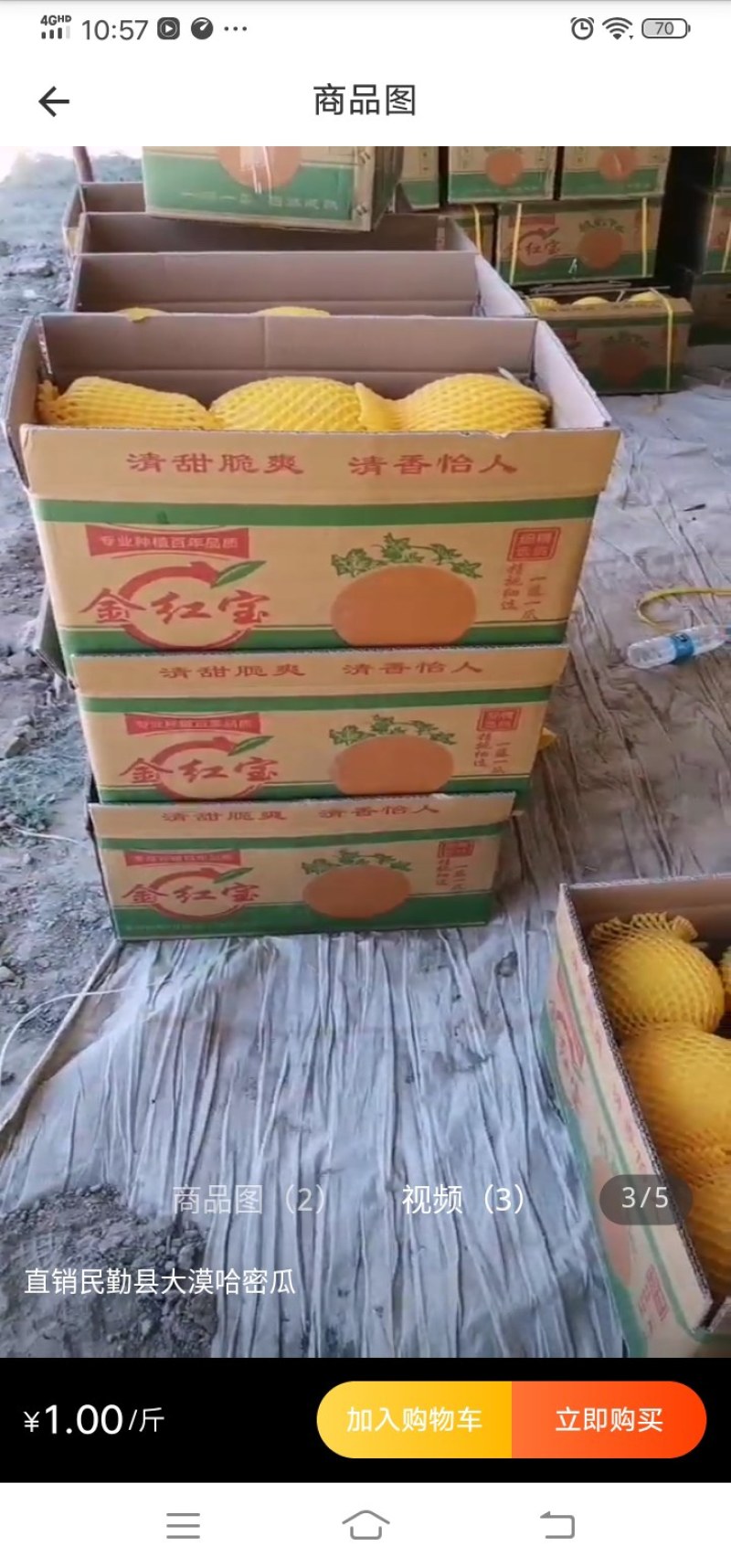【热销】甘肃民勤蜜瓜哈密瓜晓密25号金红宝甜度高诚信合作