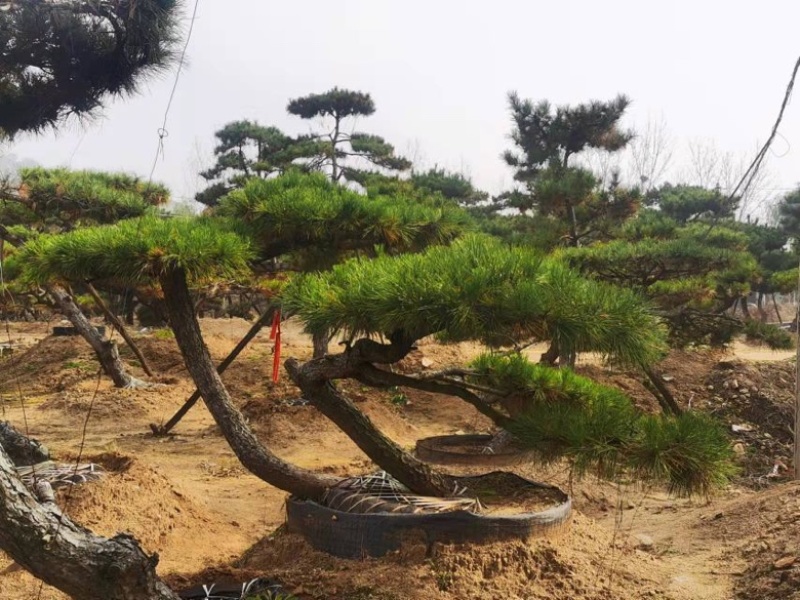 【热卖】造型松造型油松造型黑松原产地直供货源充足