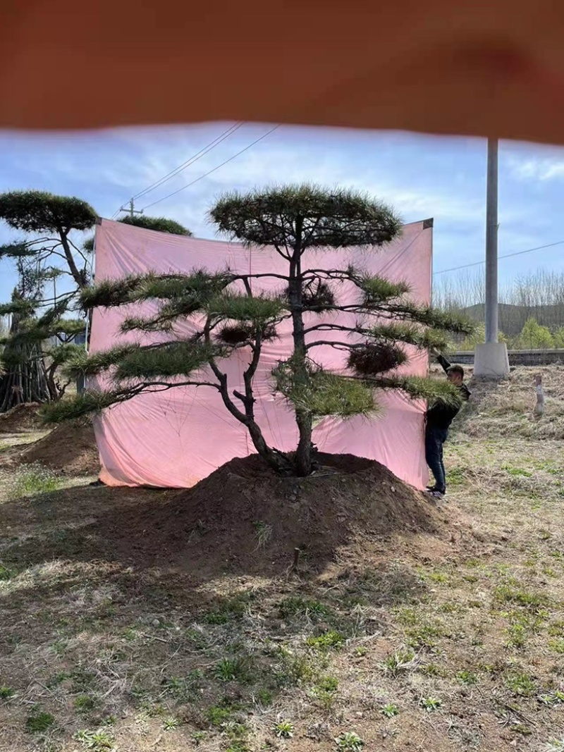 【热卖】造型松造型油松造型黑松原产地直供货源充足