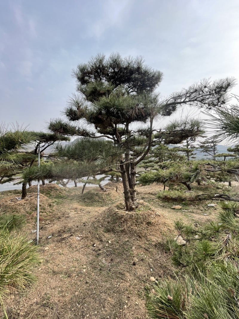【热卖】造型松造型油松造型黑松原产地直供货源充足