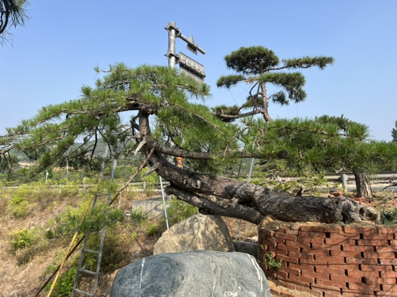 【热卖】造型松造型油松造型黑松原产地直供货源充足