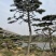 【热卖】造型松造型油松造型黑松原产地直供货源充足