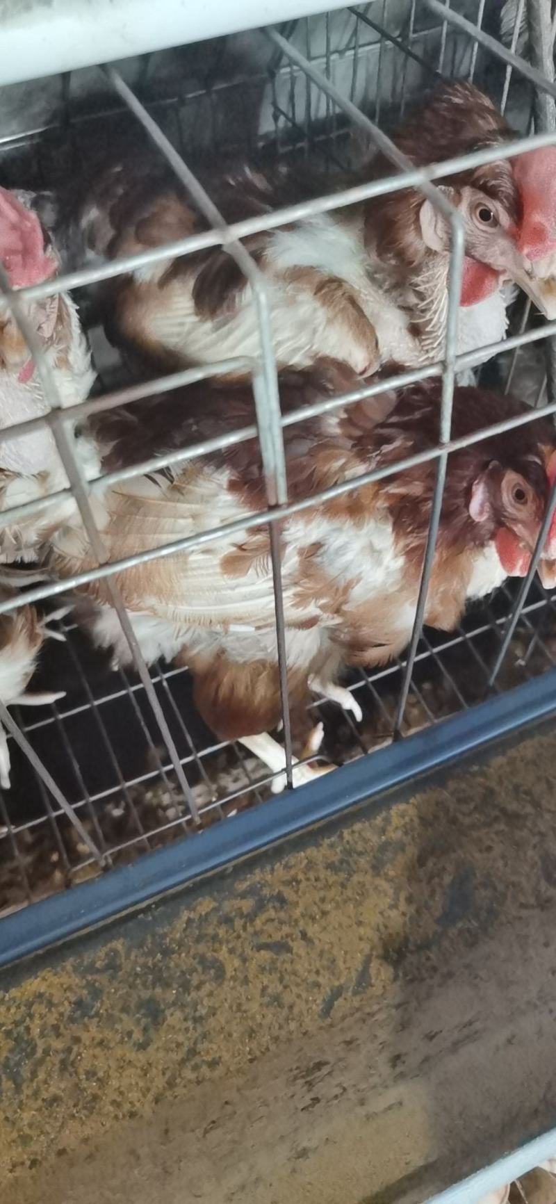 长期每天销售活禽蛋鸡老母鸡白条