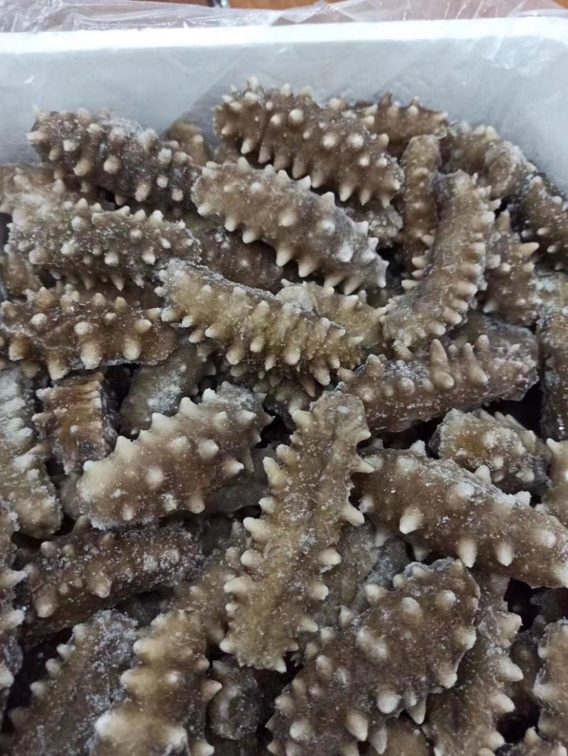 即食海参500克10条装