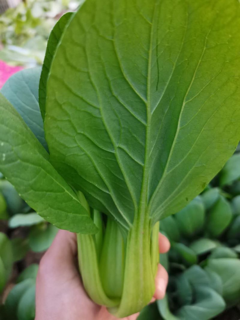 产地小油菜，上海青大量供应，可提供商超，批发市场