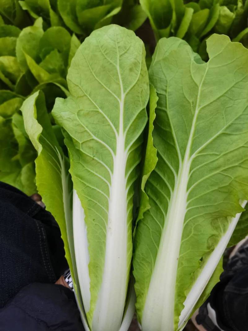 小白菜，叶片好无虫眼，质量放心有保证，需要的联系，基地大