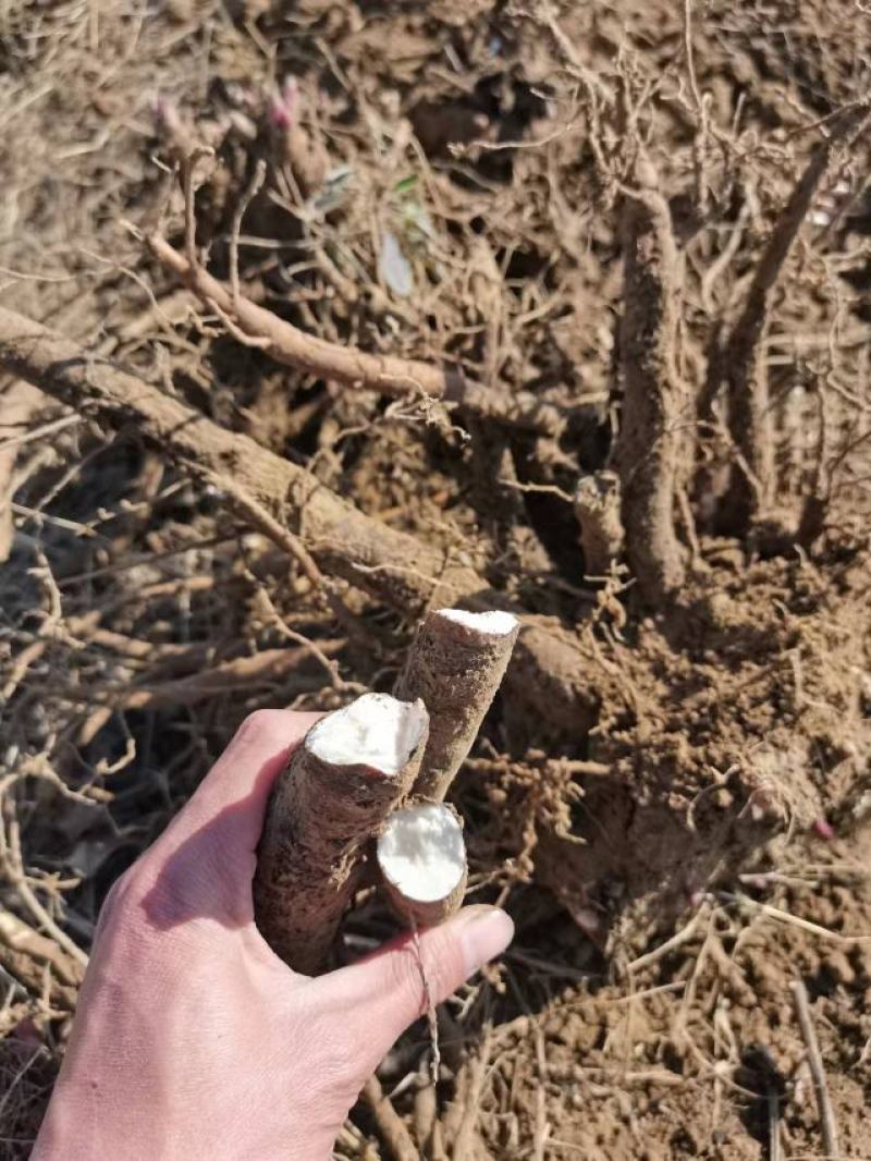 芍药鲜货，山东菏泽产地，各种规格都有，一手货源，量大从优