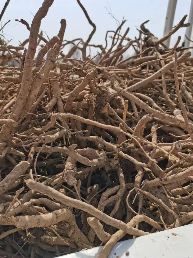 油用牡丹籽，，山东菏泽产地，质量有保障。