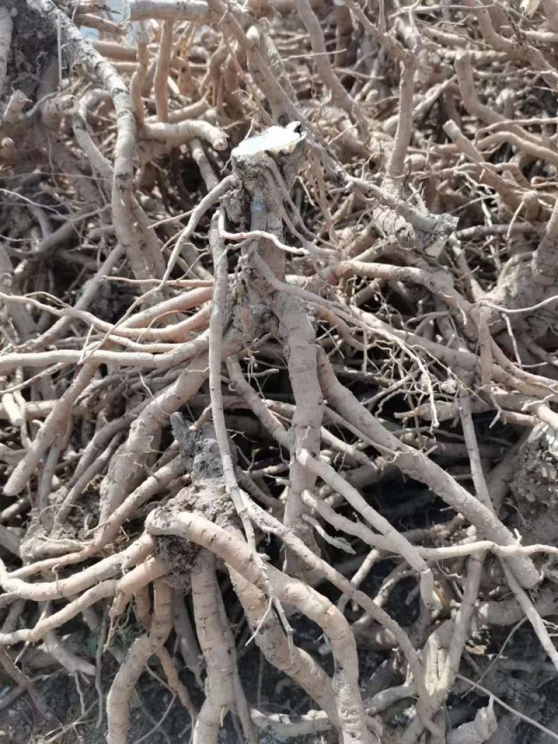 油用牡丹籽，，山东菏泽产地，质量有保障。