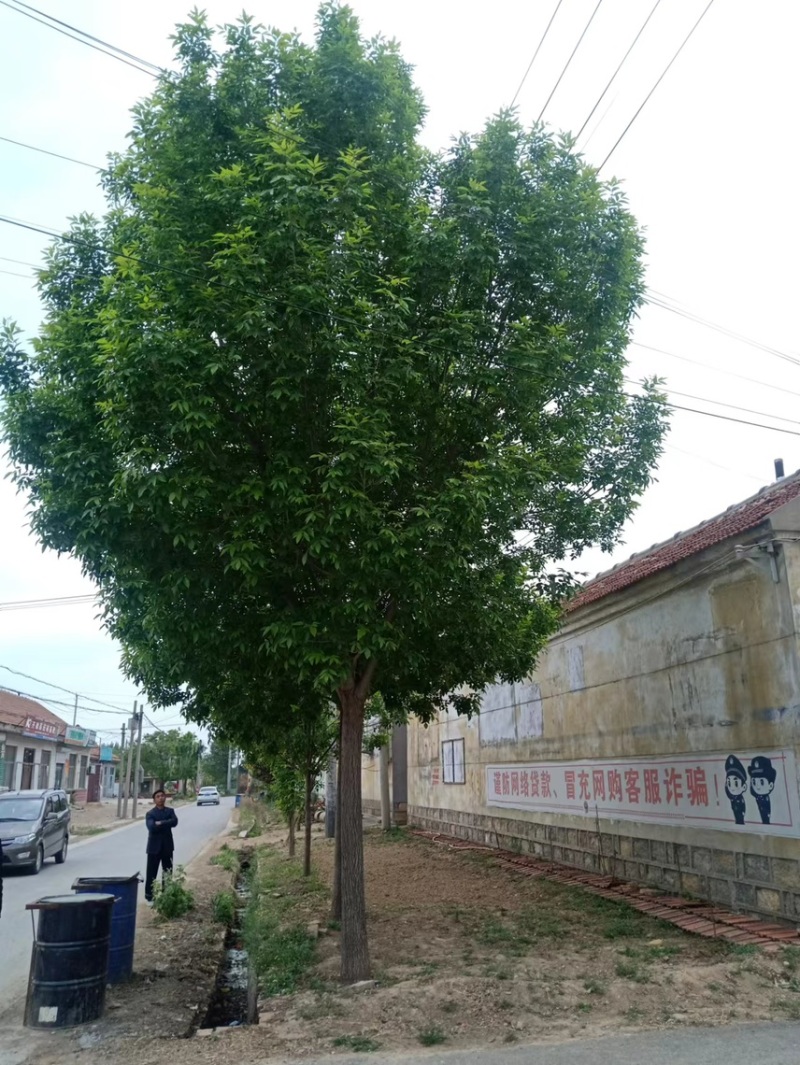 速生白蜡/速生白蜡小苗/嫁接速生白蜡/嫁接工程