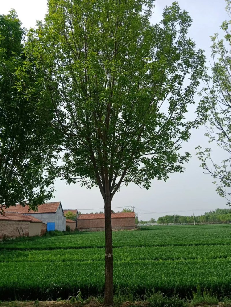 速生白蜡/速生白蜡小苗/嫁接速生白蜡/嫁接工程