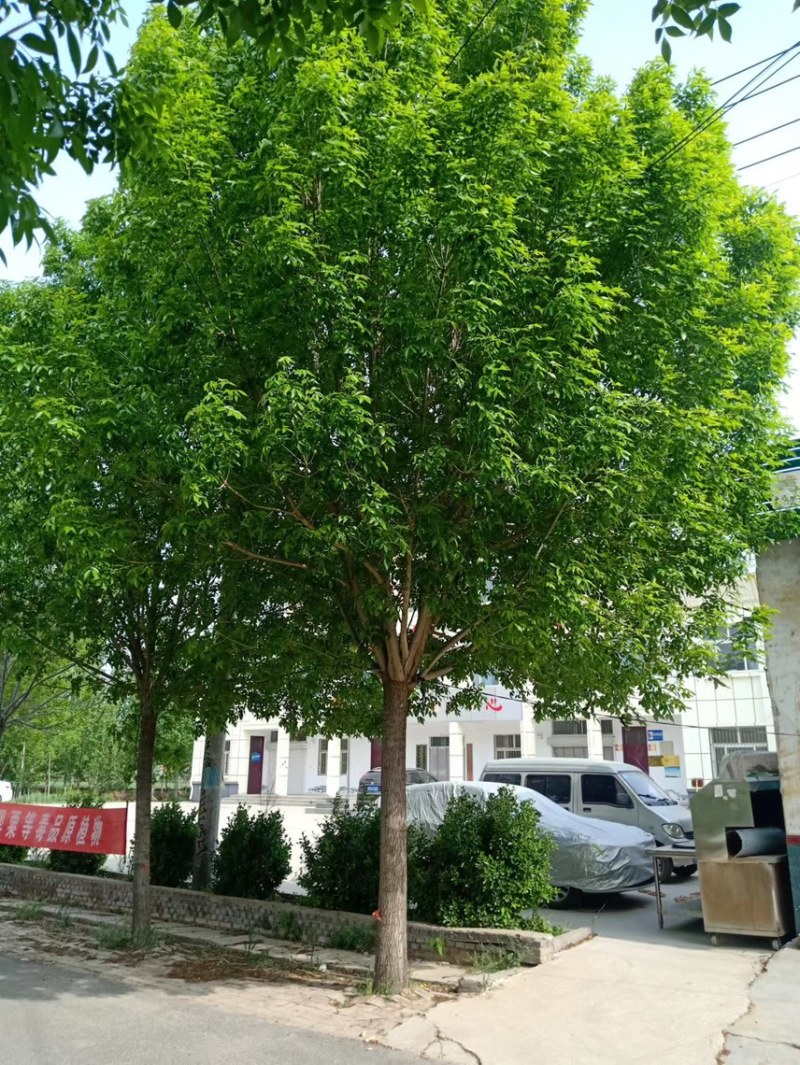 速生白蜡/速生白蜡小苗/嫁接速生白蜡/嫁接工程