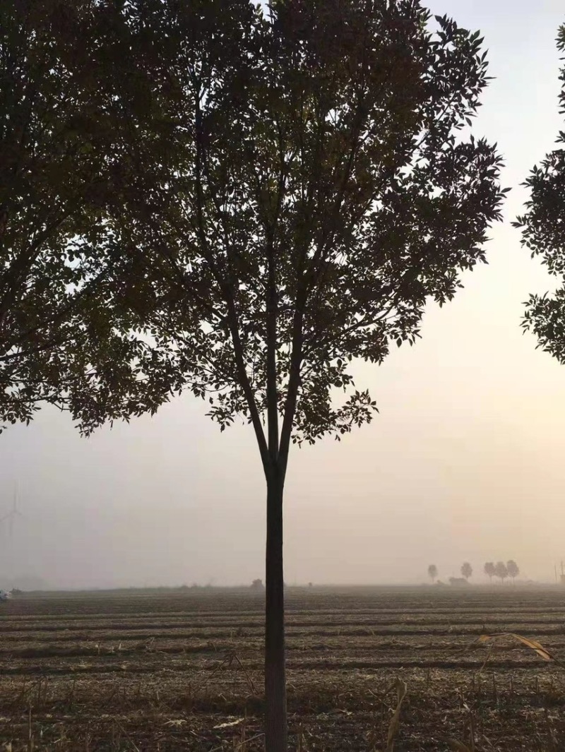 速生白蜡/速生白蜡小苗/嫁接速生白蜡/嫁接工程