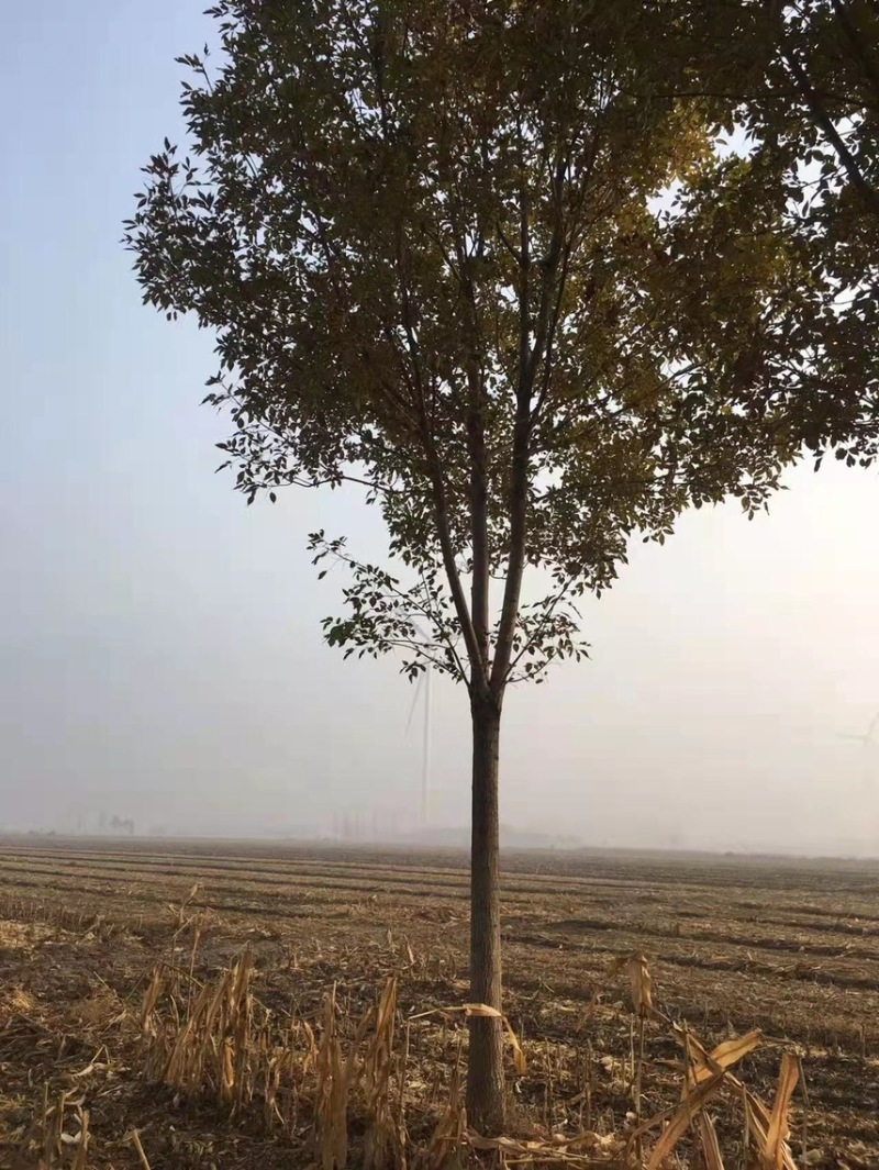速生白蜡/速生白蜡小苗/嫁接速生白蜡/嫁接工程