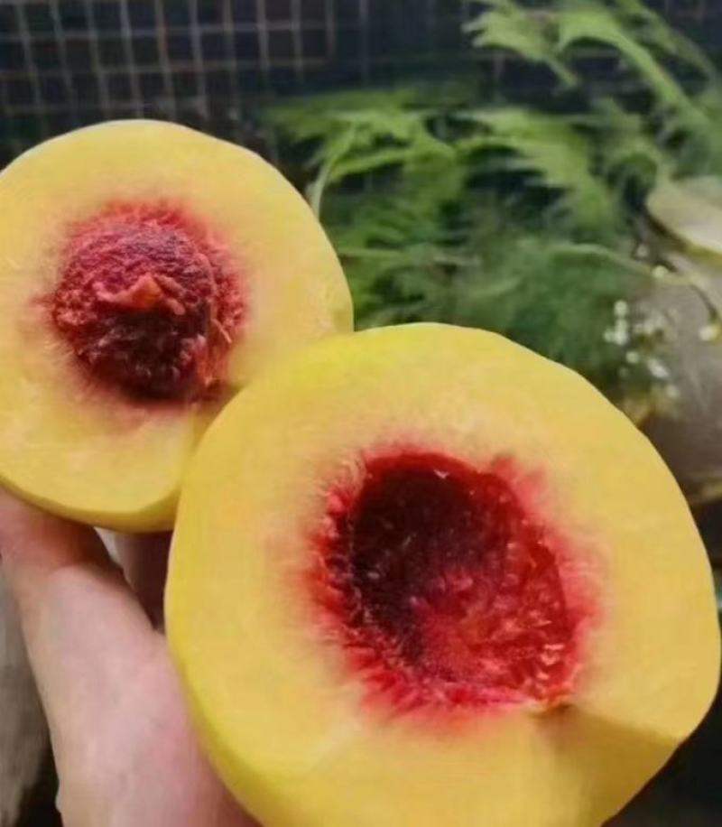 陕西精品锦绣黄桃一件代发包邮24小时内发货