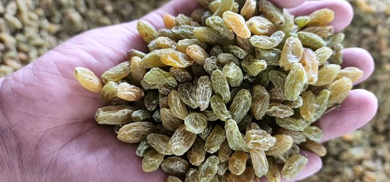 新疆吐鲁番葡萄干原产地发货大颗粒中颗粒小颗粒