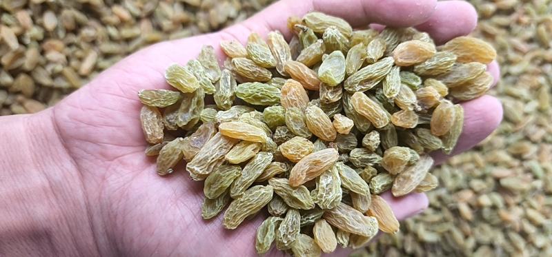 新疆吐鲁番葡萄干原产地发货大颗粒中颗粒小颗粒