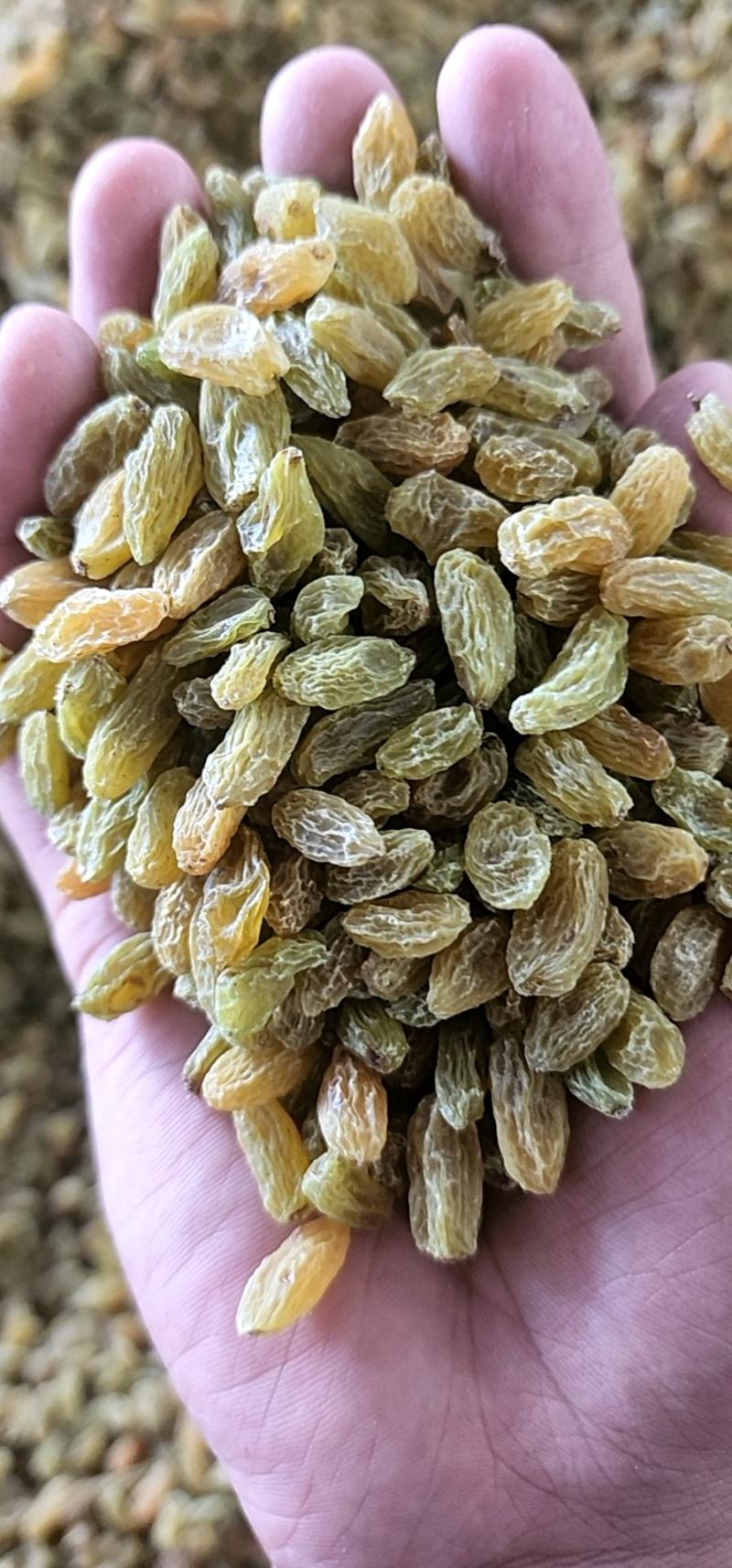 新疆吐鲁番葡萄干原产地发货大颗粒中颗粒小颗粒