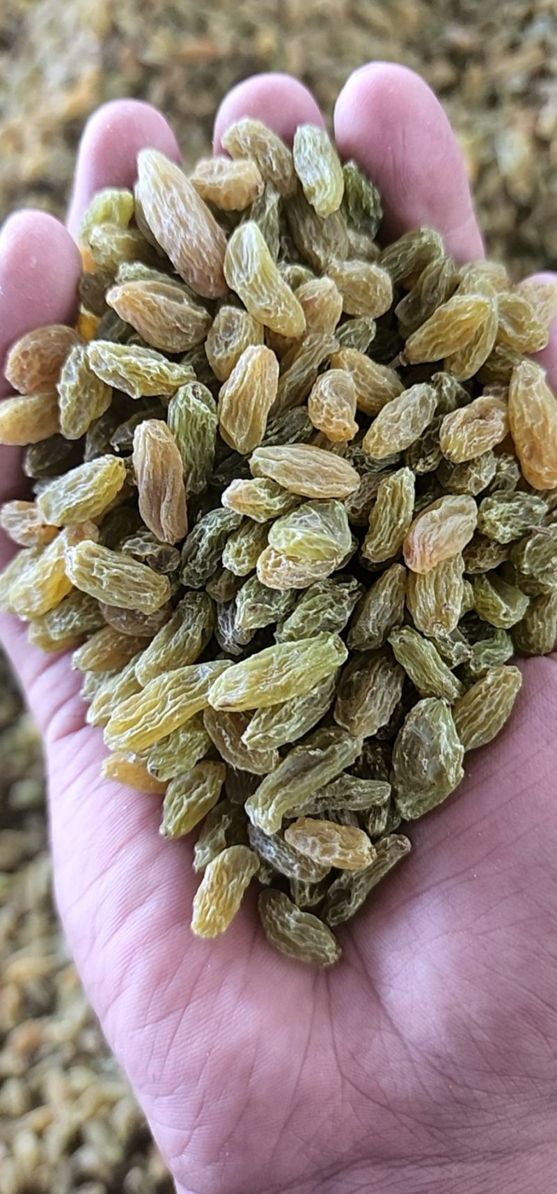 新疆吐鲁番葡萄干原产地发货大颗粒中颗粒小颗粒