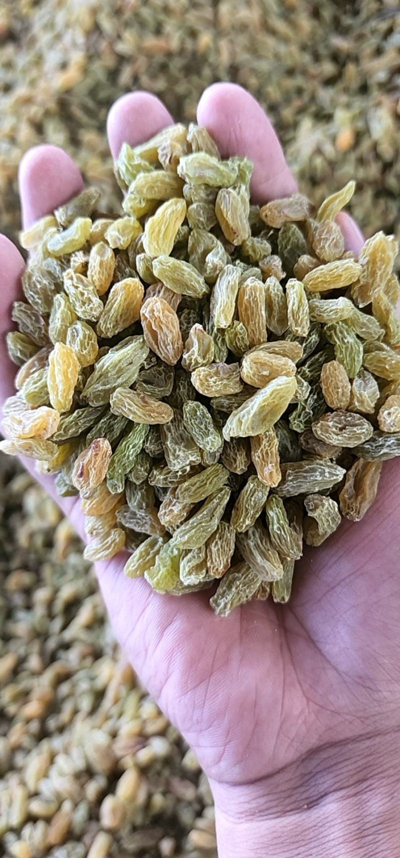 新疆吐鲁番葡萄干原产地发货大颗粒中颗粒小颗粒
