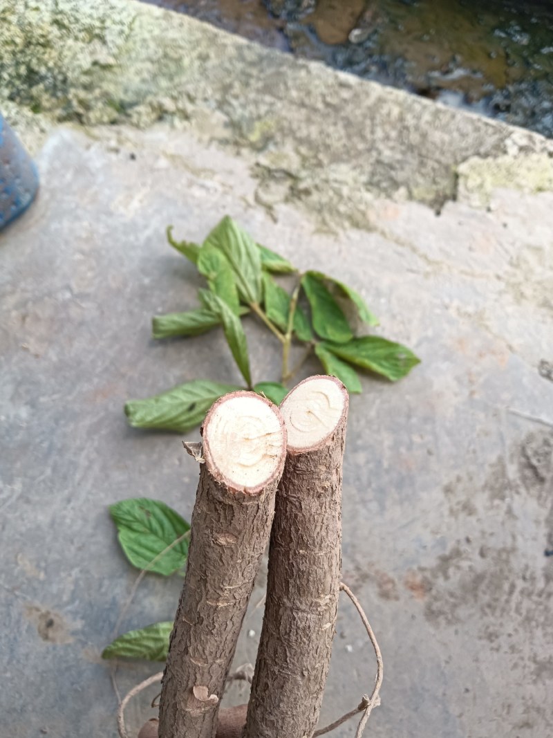 千斤拔红皮白心