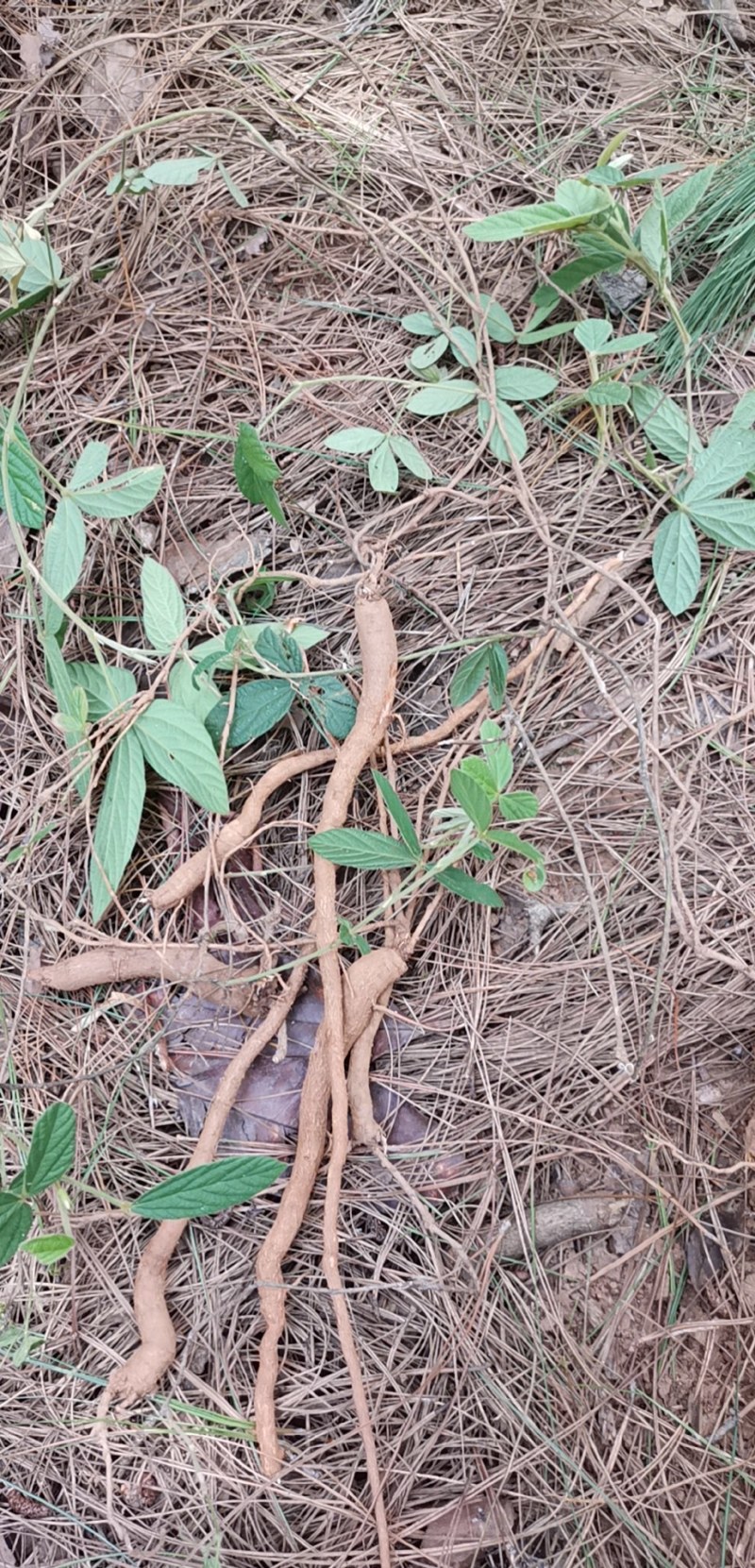 千斤拔红皮白心