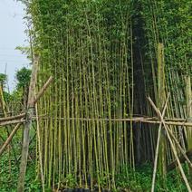 淡竹，节节高升，绿色之家