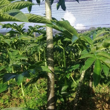 魔芋叶面果